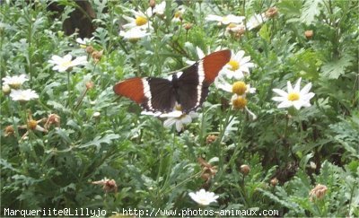 Photo de Papillon