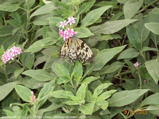 Photo de Papillon