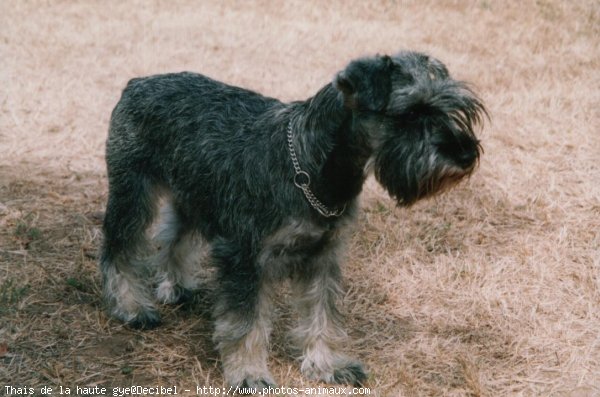 Photo de Schnauzer gant