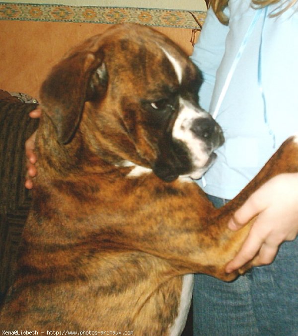 Photo de Boxer