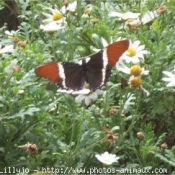 Photo de Papillon