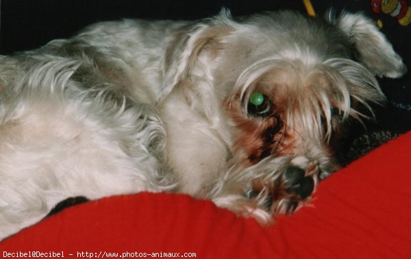 Photo de Schnauzer gant