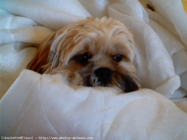 Photo de Lhassa apso