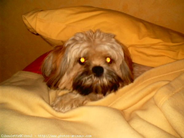 Photo de Lhassa apso