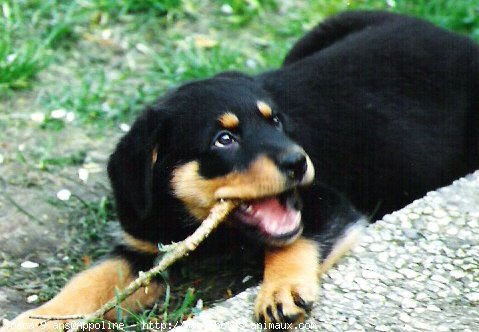 Photo de Rottweiler