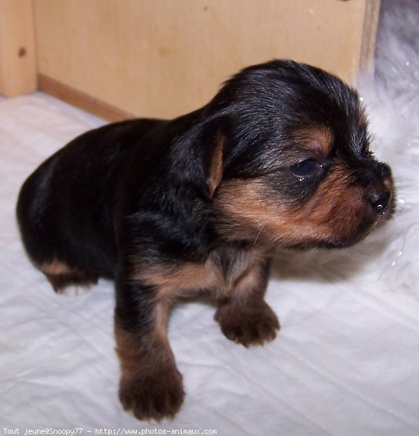 Photo de Yorkshire terrier