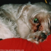 Photo de Schnauzer gant