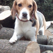 Photo de Beagle