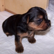 Photo de Yorkshire terrier