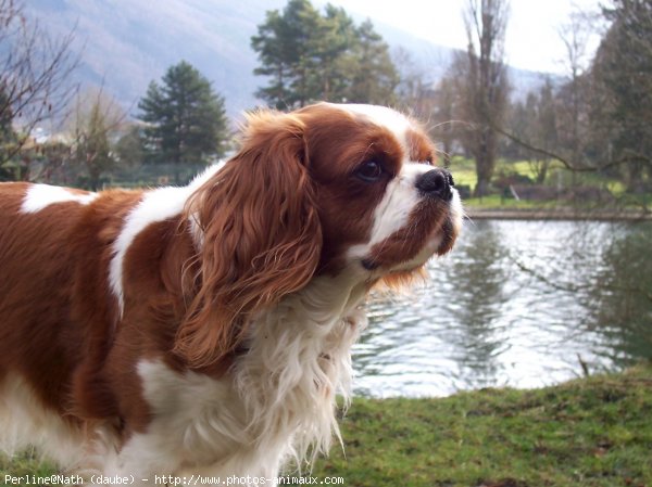 Photo de Cavalier king charles spaniel