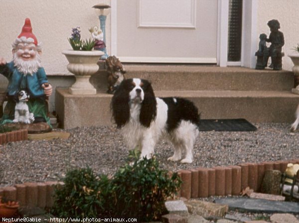 Photo de Cavalier king charles spaniel