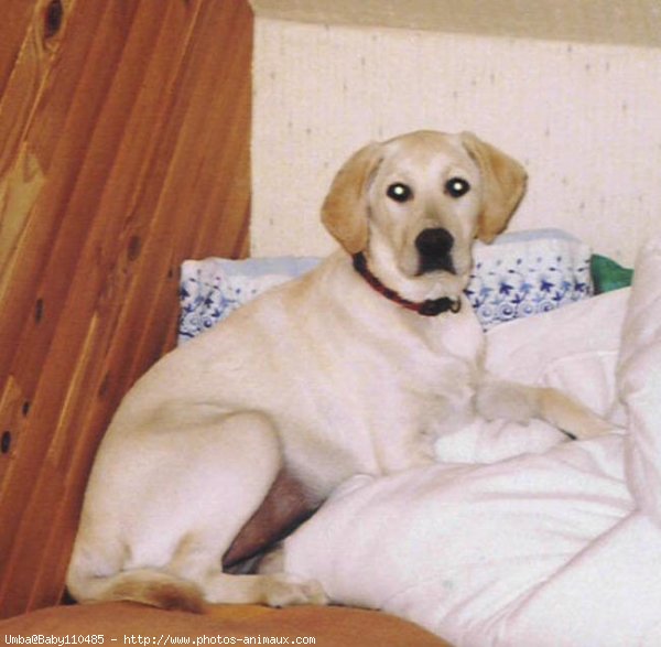 Photo de Labrador retriever