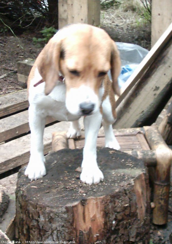 Photo de Beagle