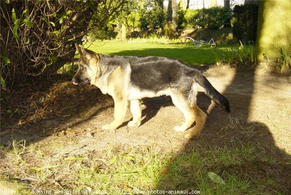 Photo de Berger allemand  poil court