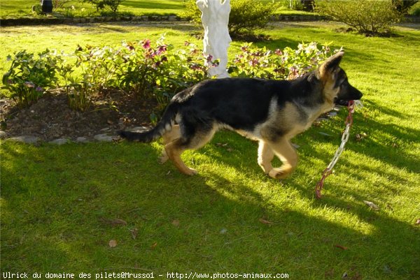 Photo de Berger allemand  poil court