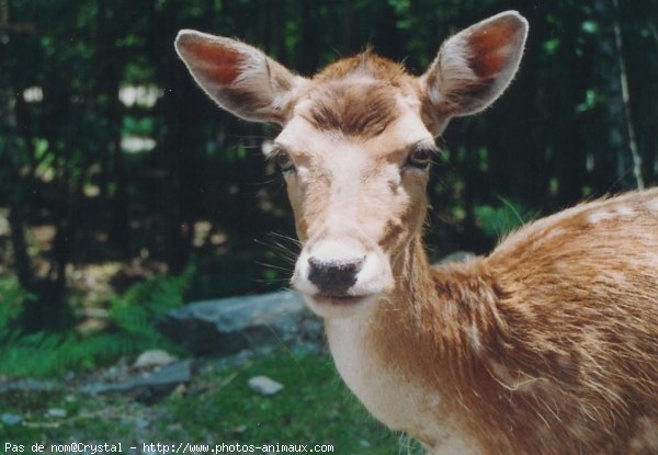 Photo de Biche