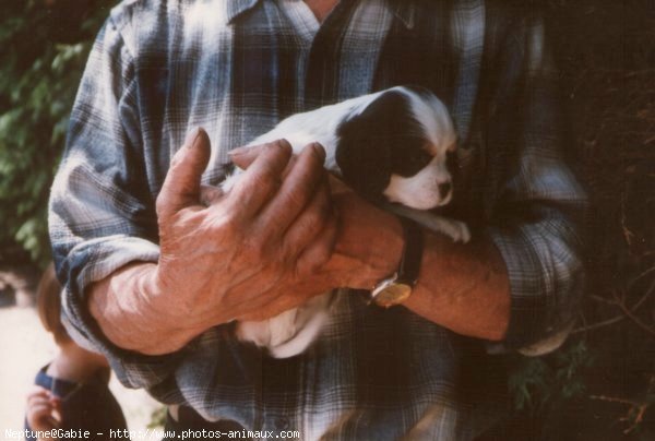 Photo de Cavalier king charles spaniel