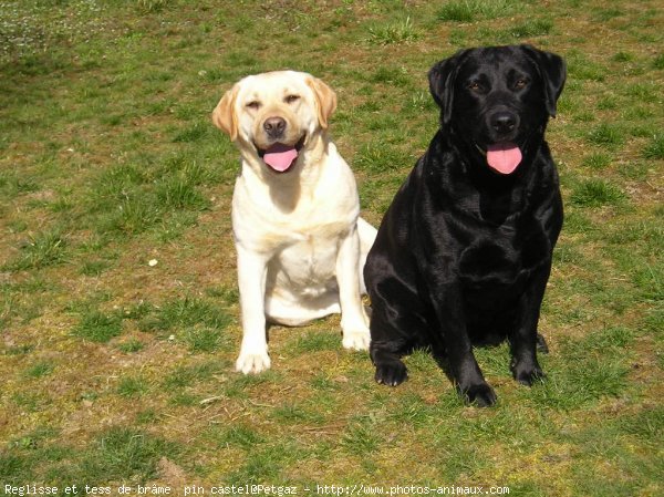 Photo de Labrador retriever