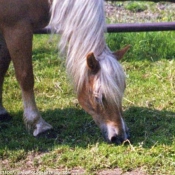 Photo de Haflinger