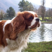 Photo de Cavalier king charles spaniel