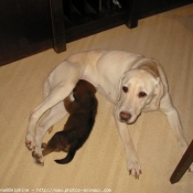 Photo de Labrador retriever