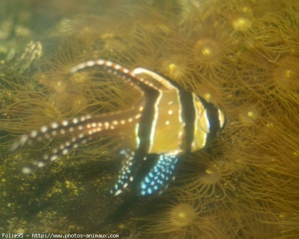 Photo de Poissons exotiques