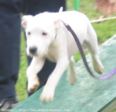 Photo de Parson russell terrier