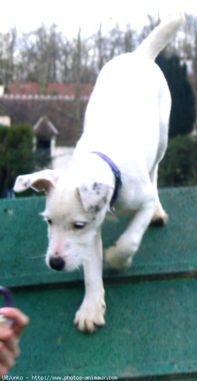 Photo de Parson russell terrier