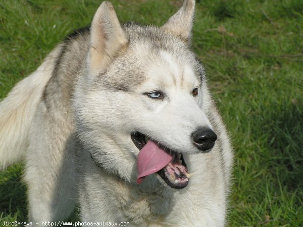 Photo de Husky siberien