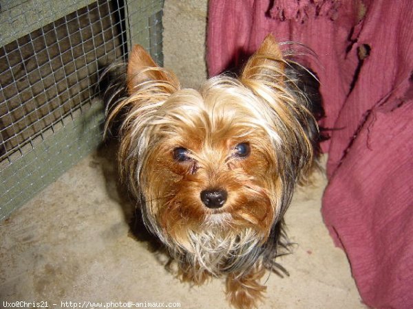 Photo de Yorkshire terrier