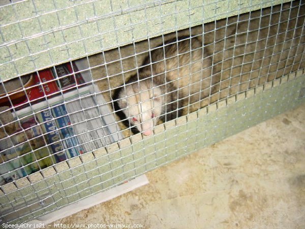 Photo de Furet