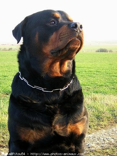 Photo de Rottweiler