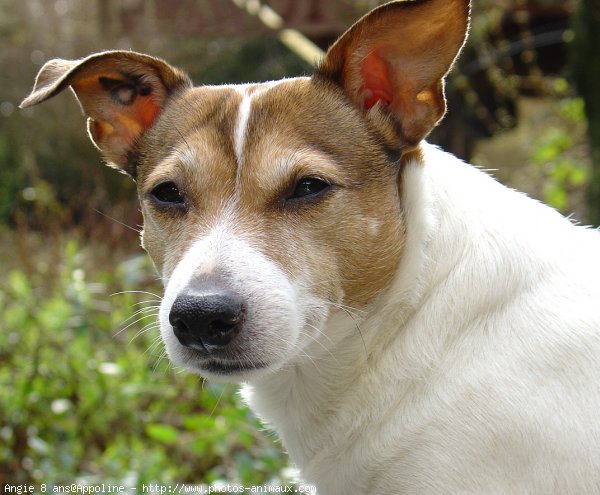 Photo de Jack russell terrier