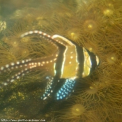 Photo de Poissons exotiques