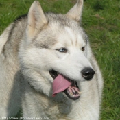 Photo de Husky siberien