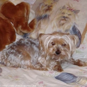 Photo de Yorkshire terrier