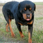 Photo de Rottweiler