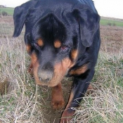 Photo de Rottweiler