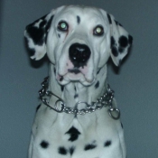 Photo de Dalmatien