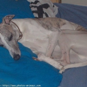 Photo de Whippet