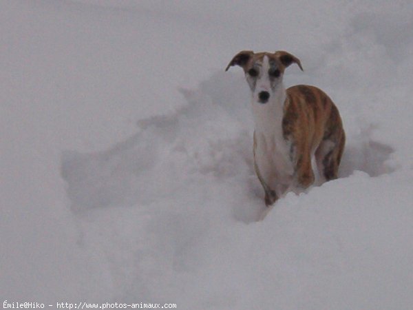 Photo de Whippet