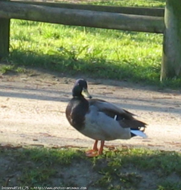 Photo de Canard