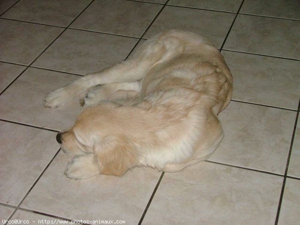 Photo de Golden retriever