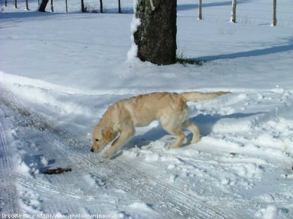 Photo de Golden retriever