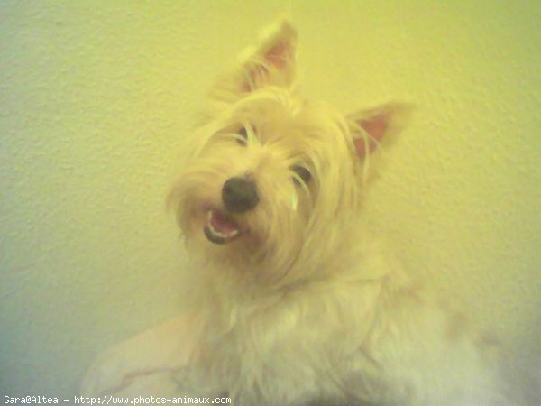 Photo de West highland white terrier