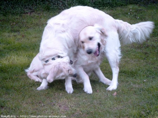 Photo de Golden retriever