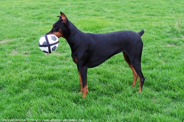 Photo de Dobermann