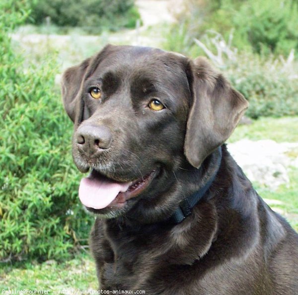 Photo de Labrador retriever