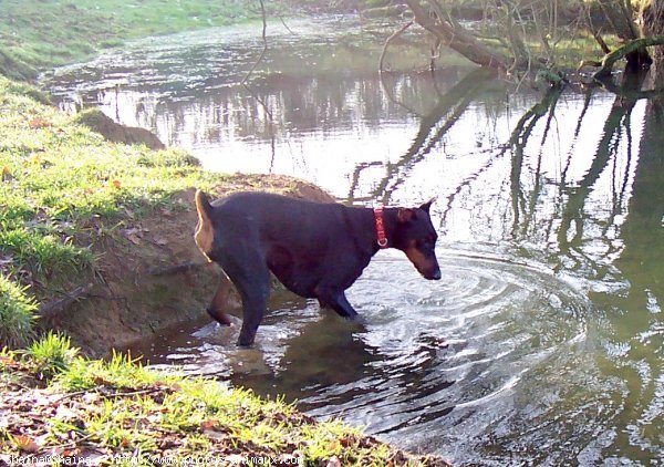 Photo de Dobermann