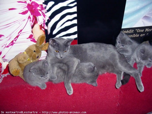 Photo de Chartreux